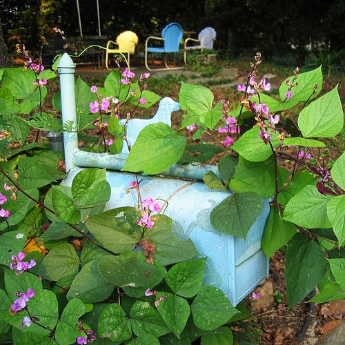 Flowering Mailbox Vine