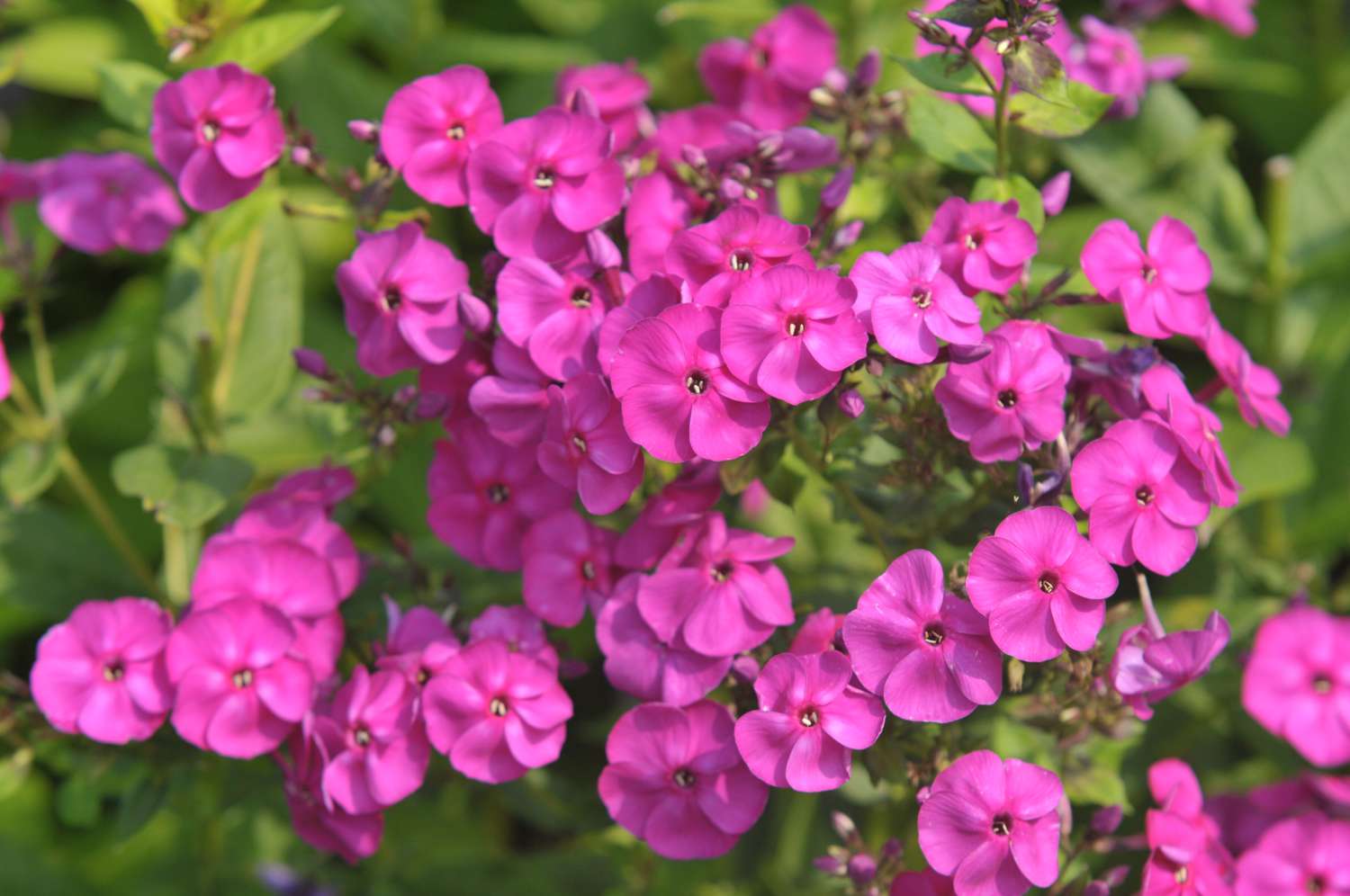 Garten-Phlox-Pflanze mit rosa Blüten in Büscheln 