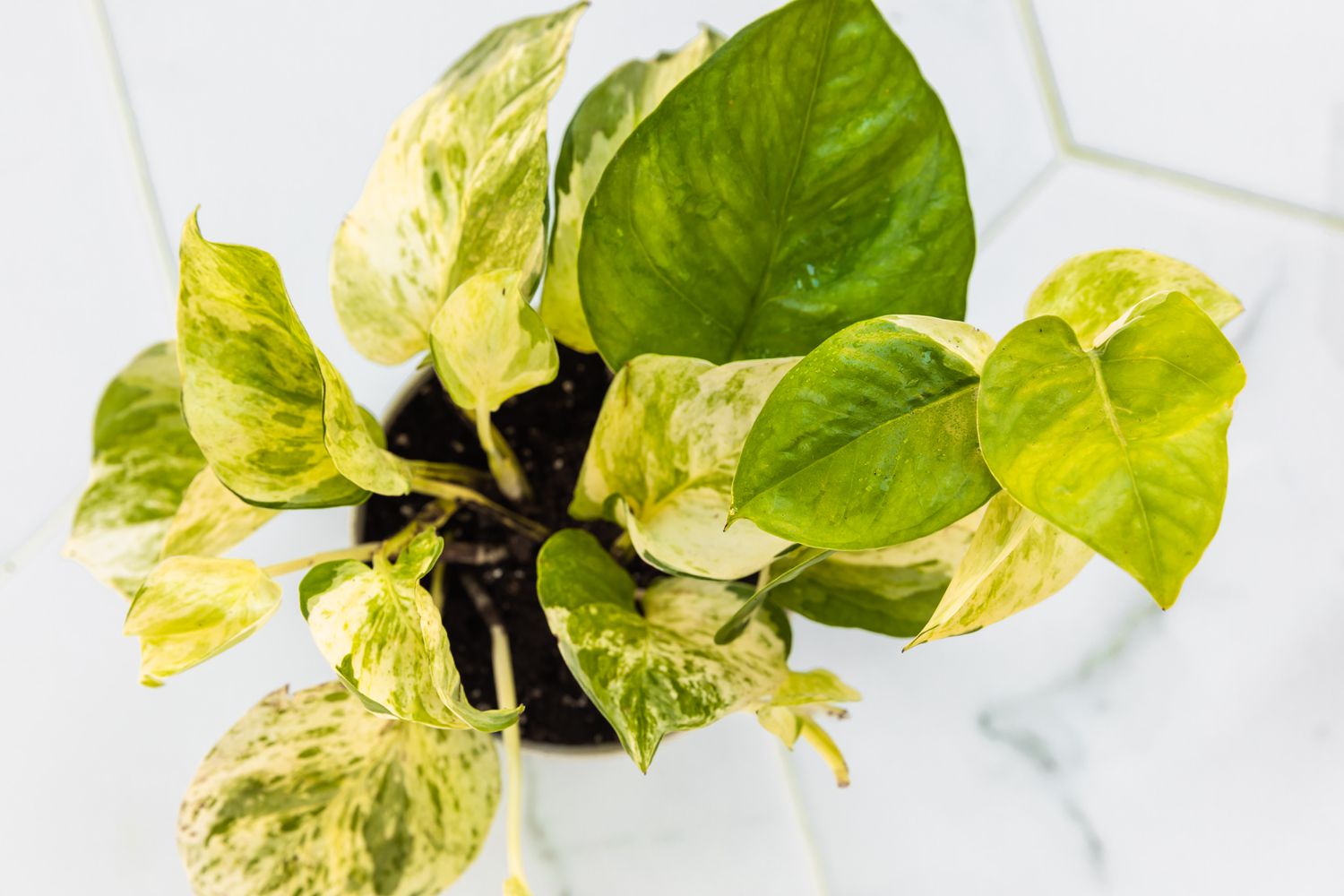 Manjula pothos plant with green and variegated leaves from above