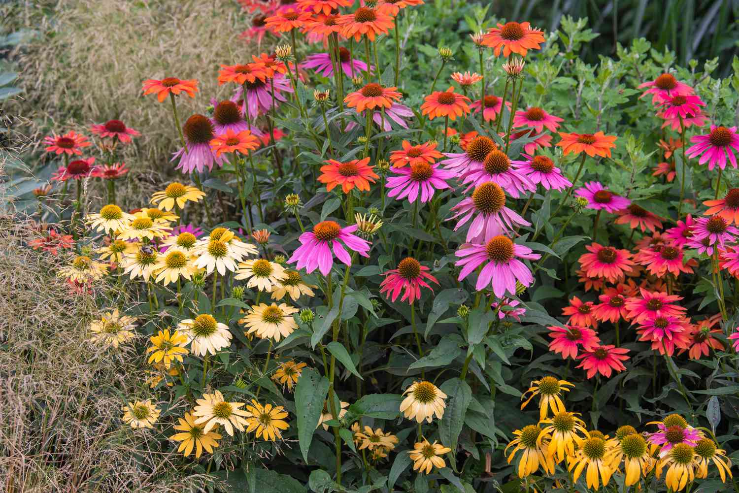 Plantas perennes de coneflower en jardín de flores