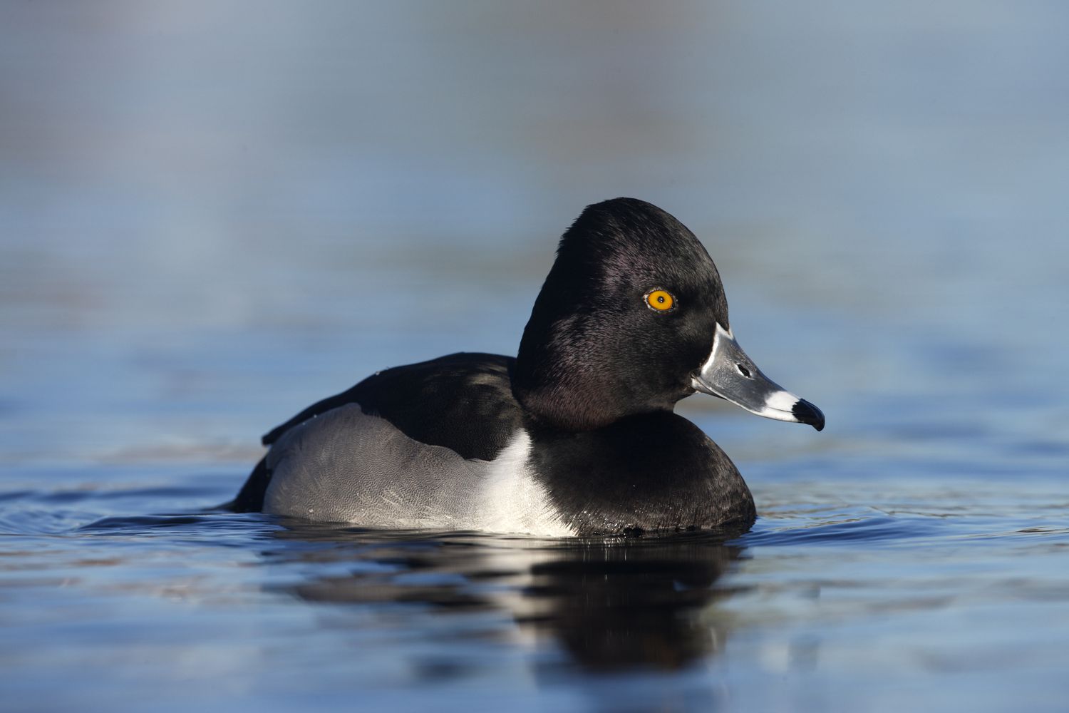 Ringhals-Ente, Aythya collaris