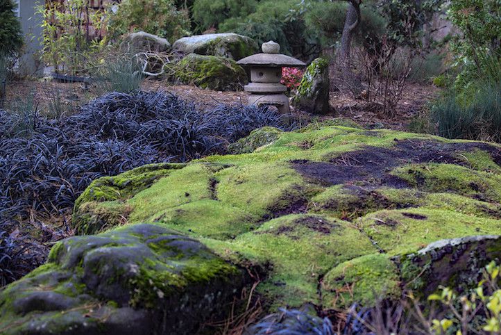 Moosbewachsene Felsbrocken und schwarze Gräser vor einer Steinskulptur in einem japanischen Garten.