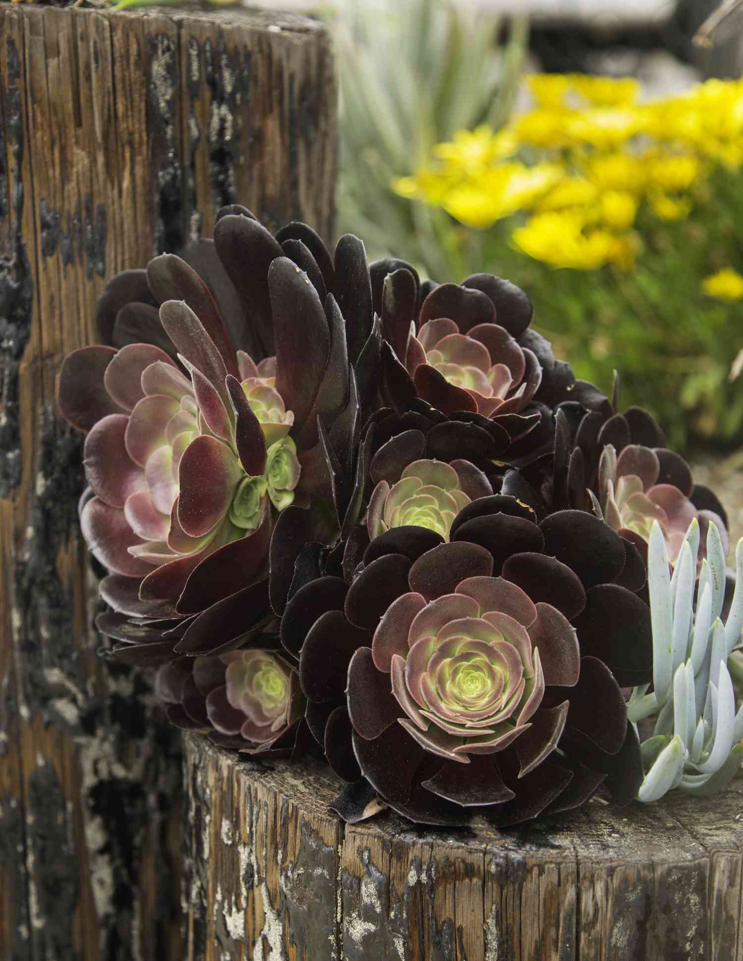 Black Knight Echeveria Pflanze.