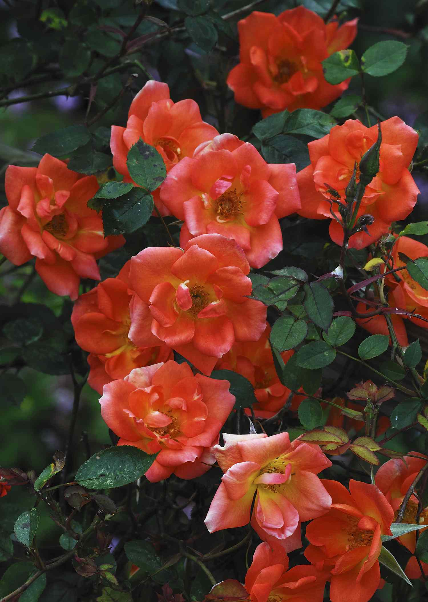 Cálida rosa de bienvenida con flores de color rojo anaranjado