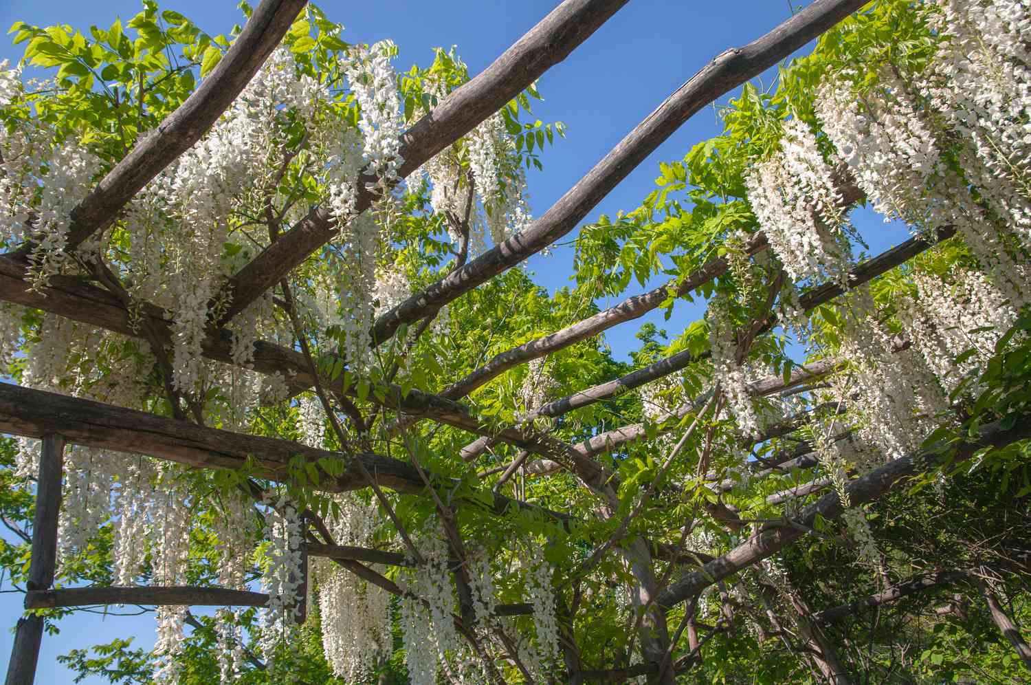 Glyzinienreben mit weißen Blüten hängen über einer Pergola