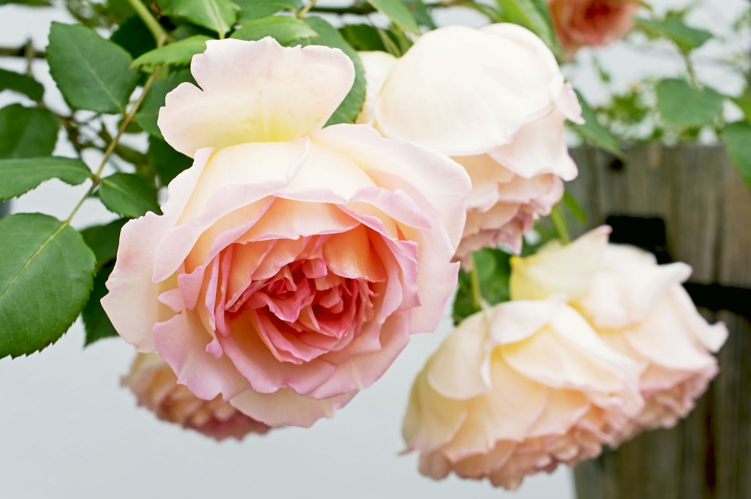 'Janet' Englische Rose mit rosa und cremefarbenen Blütenblättern