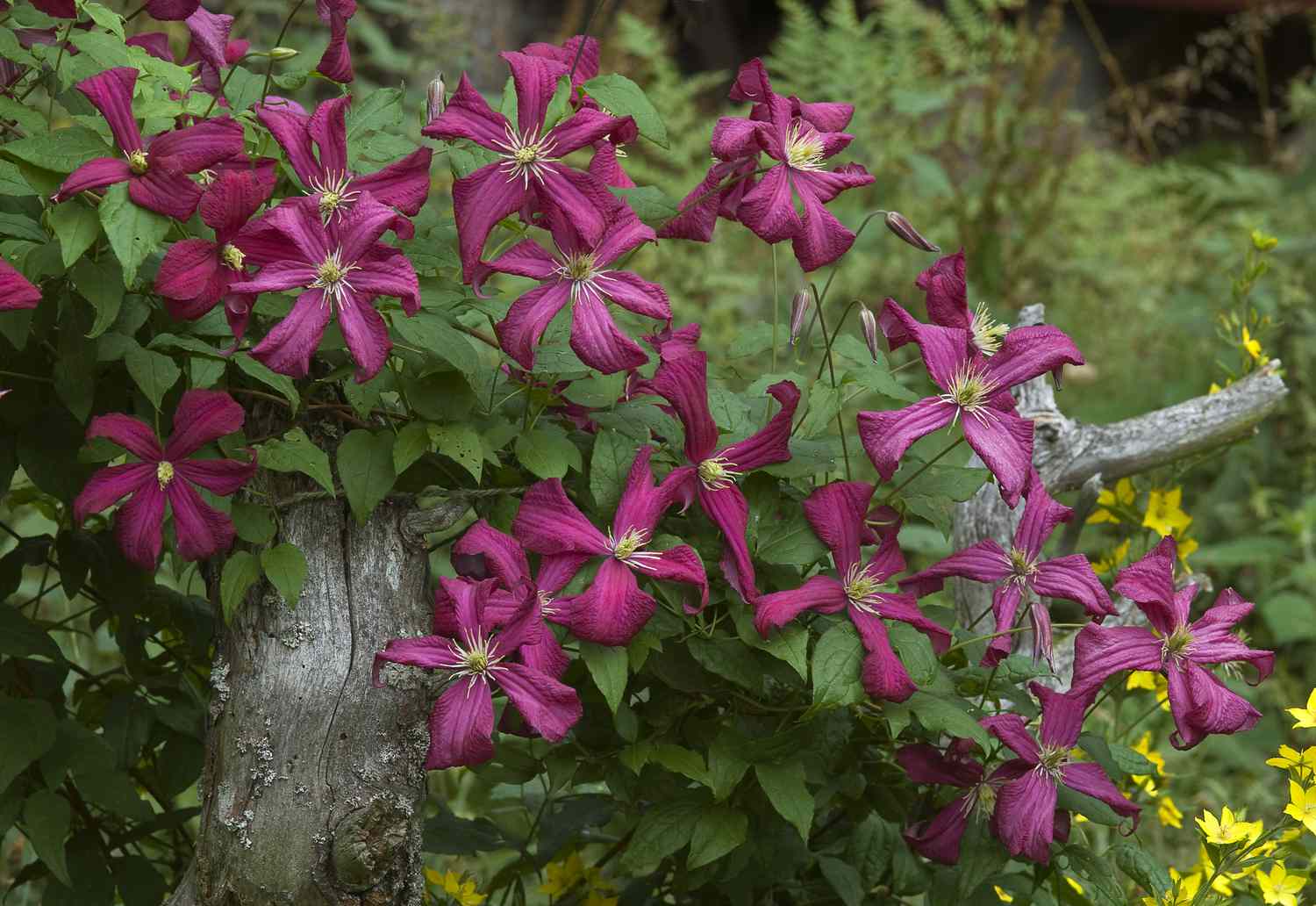 Clematis (Clematis viticella) 'Madame Julia Correvon'. Aland-Inseln, Finnland