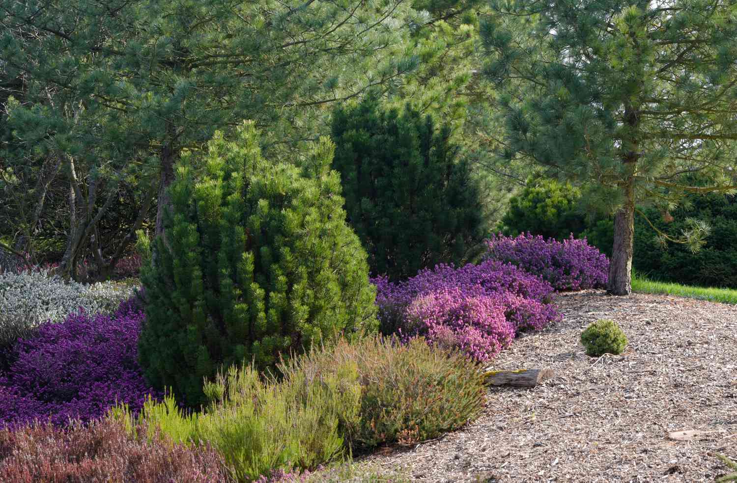 Zwergbäume im Garten, umgeben von grünen und violetten Gräsern und Sträuchern