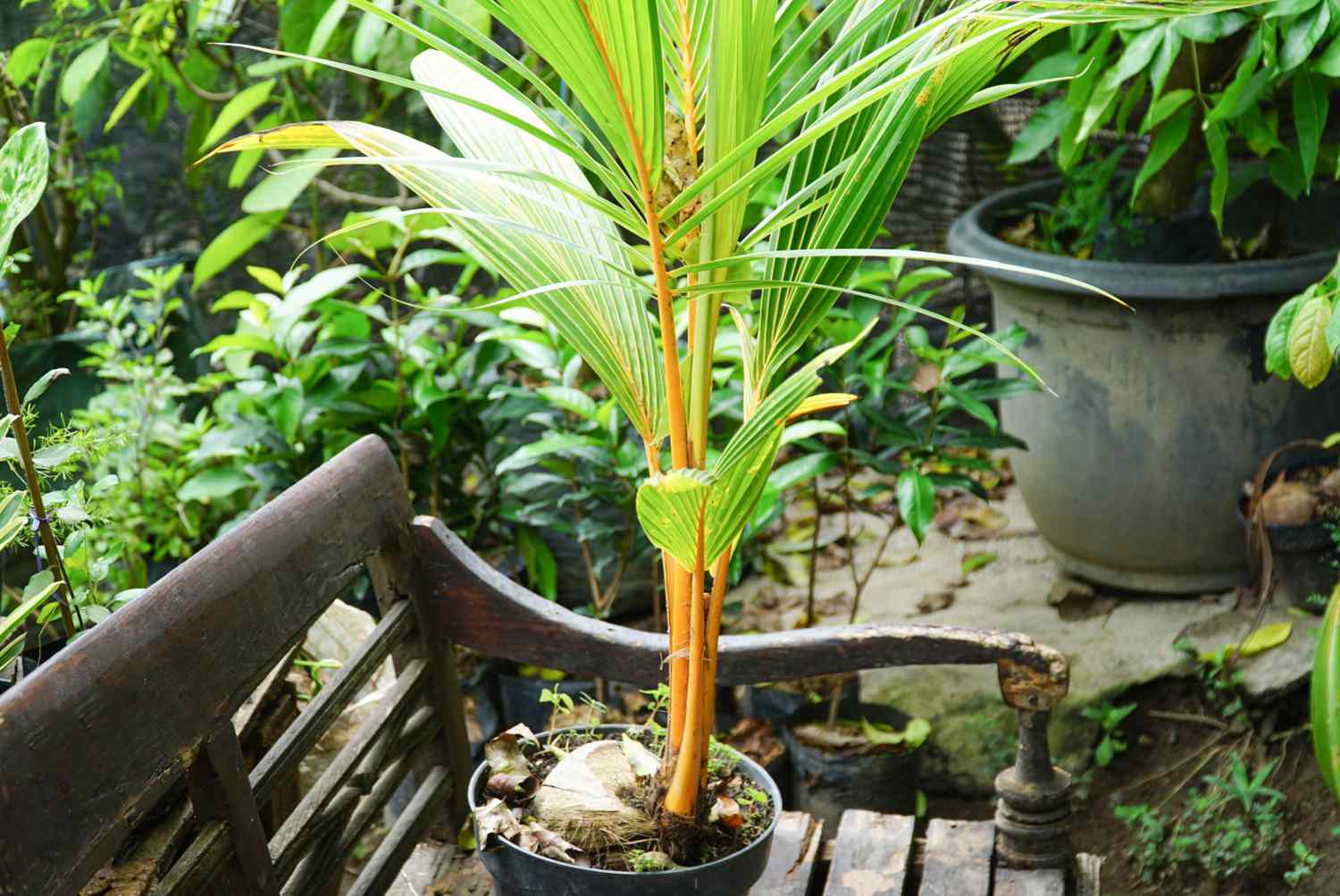 Palmier poussant à partir d'une graine dans un pot