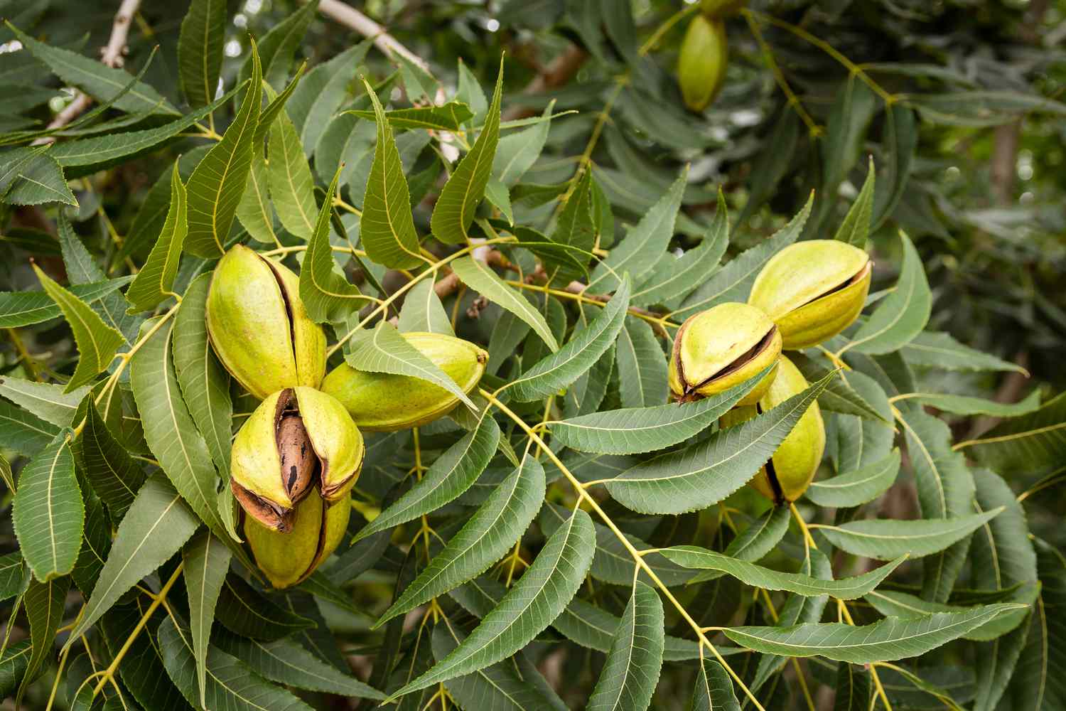 An den Zweigen aufplatzende Pecan-Cluster