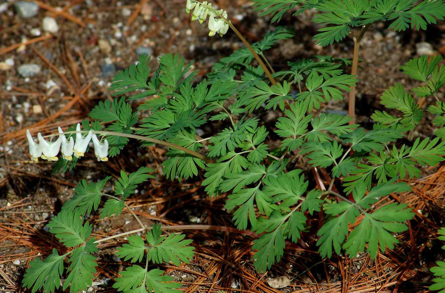 Dutchmans breeches foliage and blooms