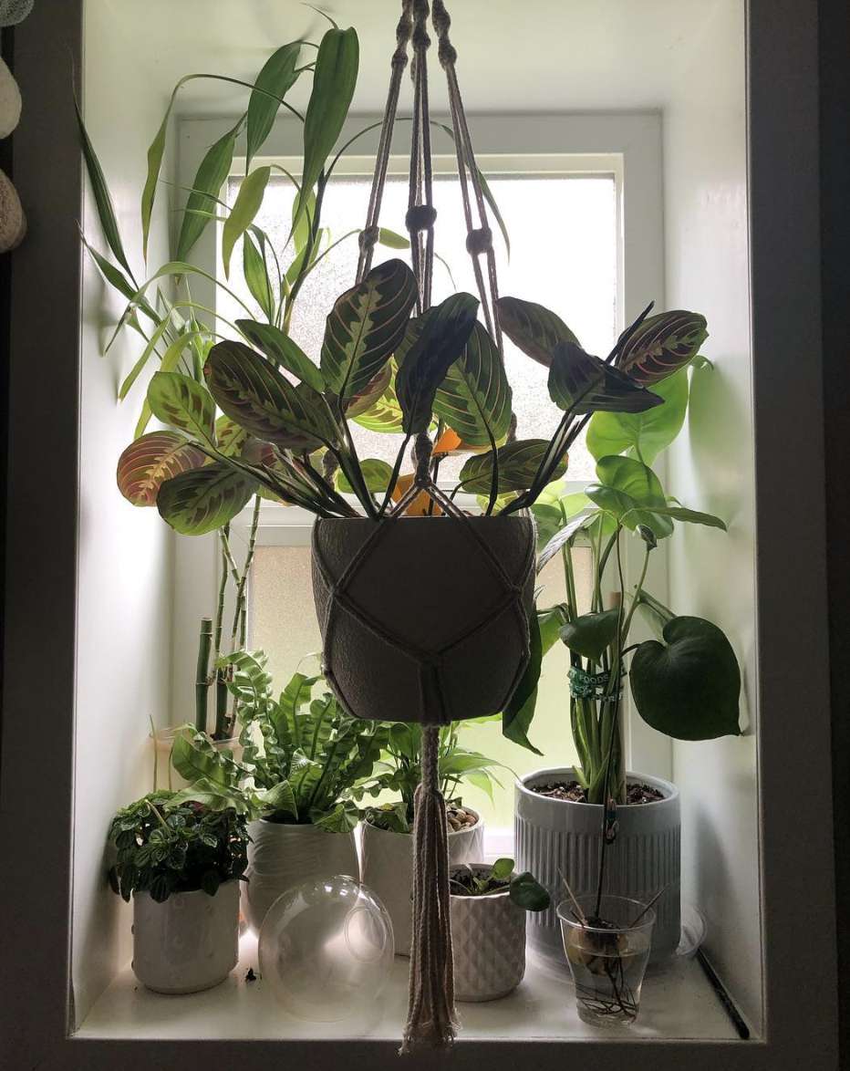 Plants hanging in a window