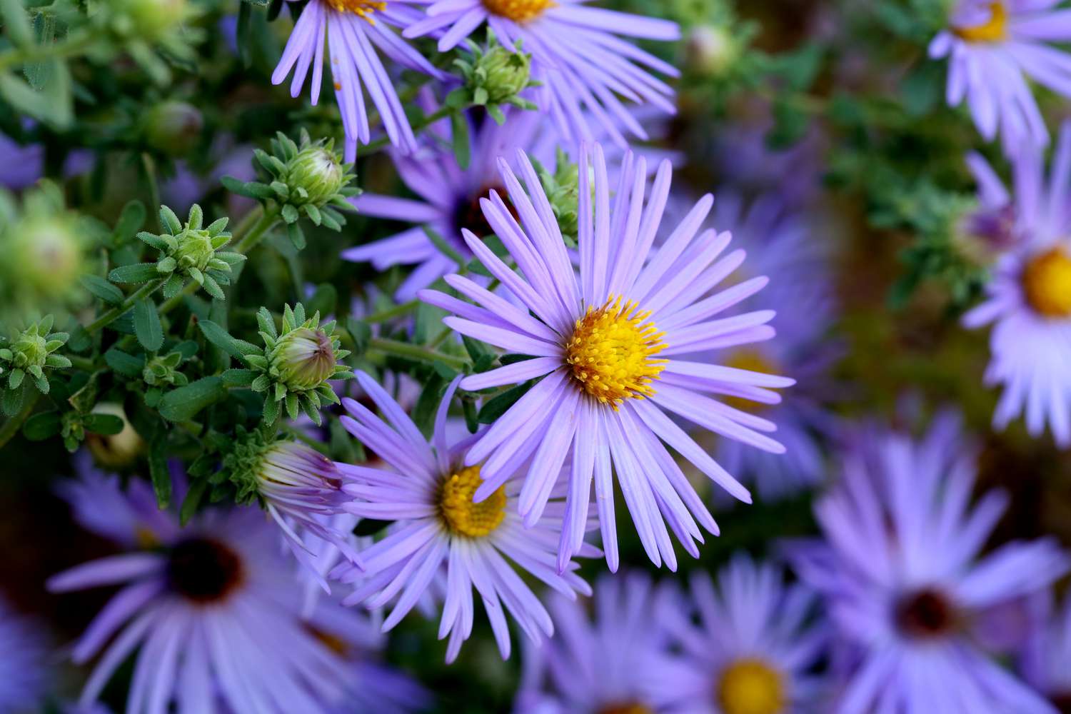 Hardy Blue Aster Blumen Nahaufnahme