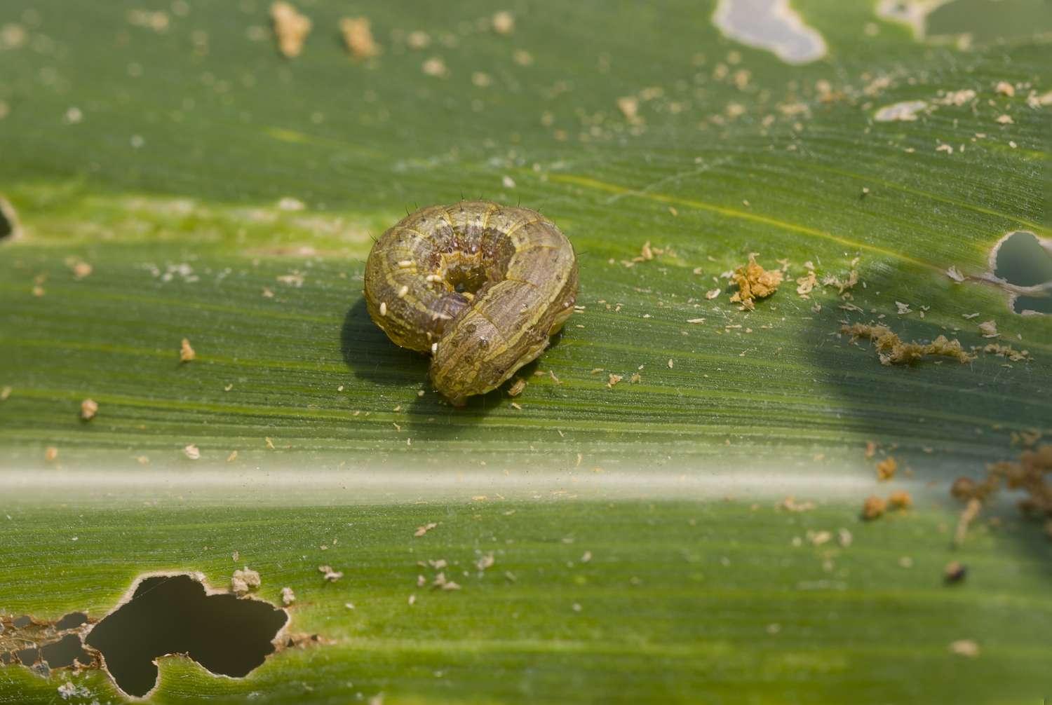 Lagarta do cartucho (Spodoptera frugiperda) em folha de milho