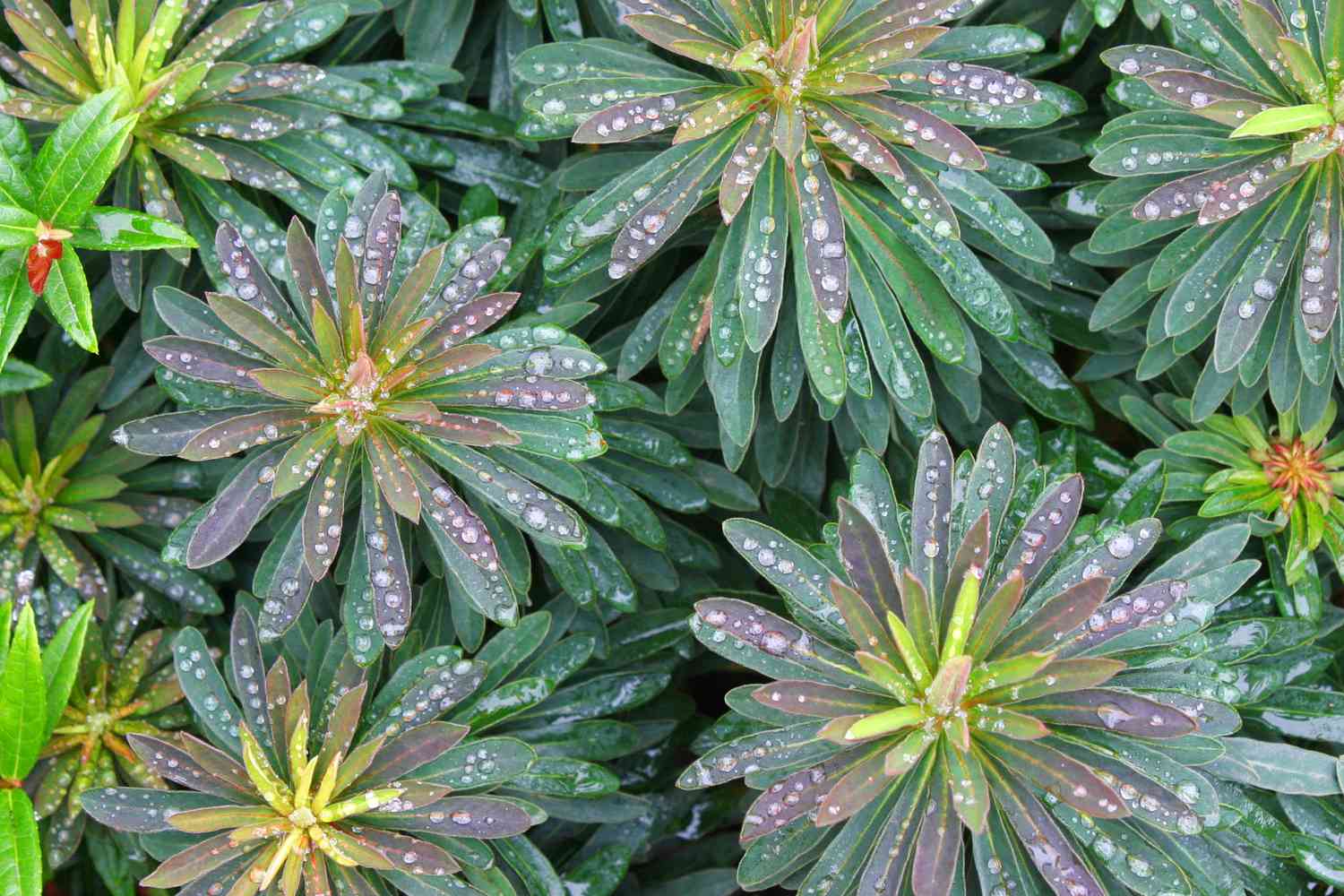 Plantas Euphorbia com gotas de chuva em suas folhas
