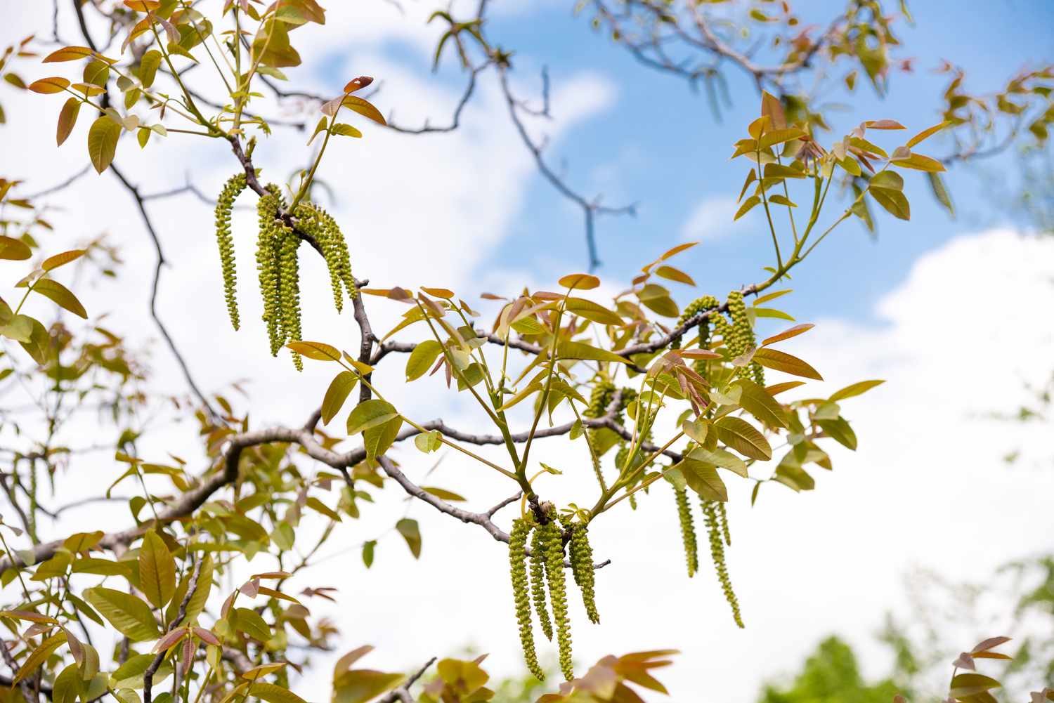 Englischer Walnussbaum Zweige mit rötlich-grünen Blättern und hellgrünen Kernen hängen