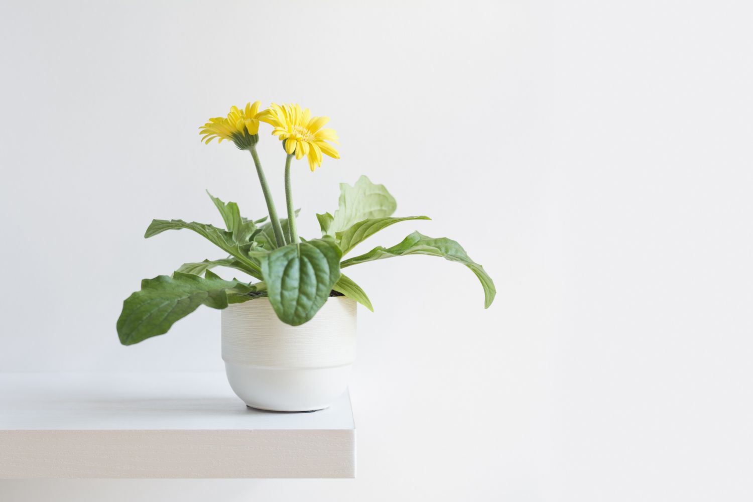 Blooming yellow gerbera daisy plant in white pot