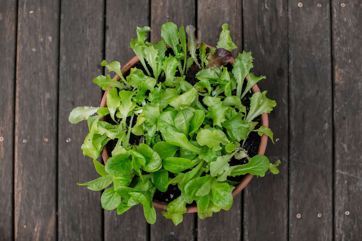 Plantas de alface crescendo em um vaso redondo no piso de madeira visto de cima