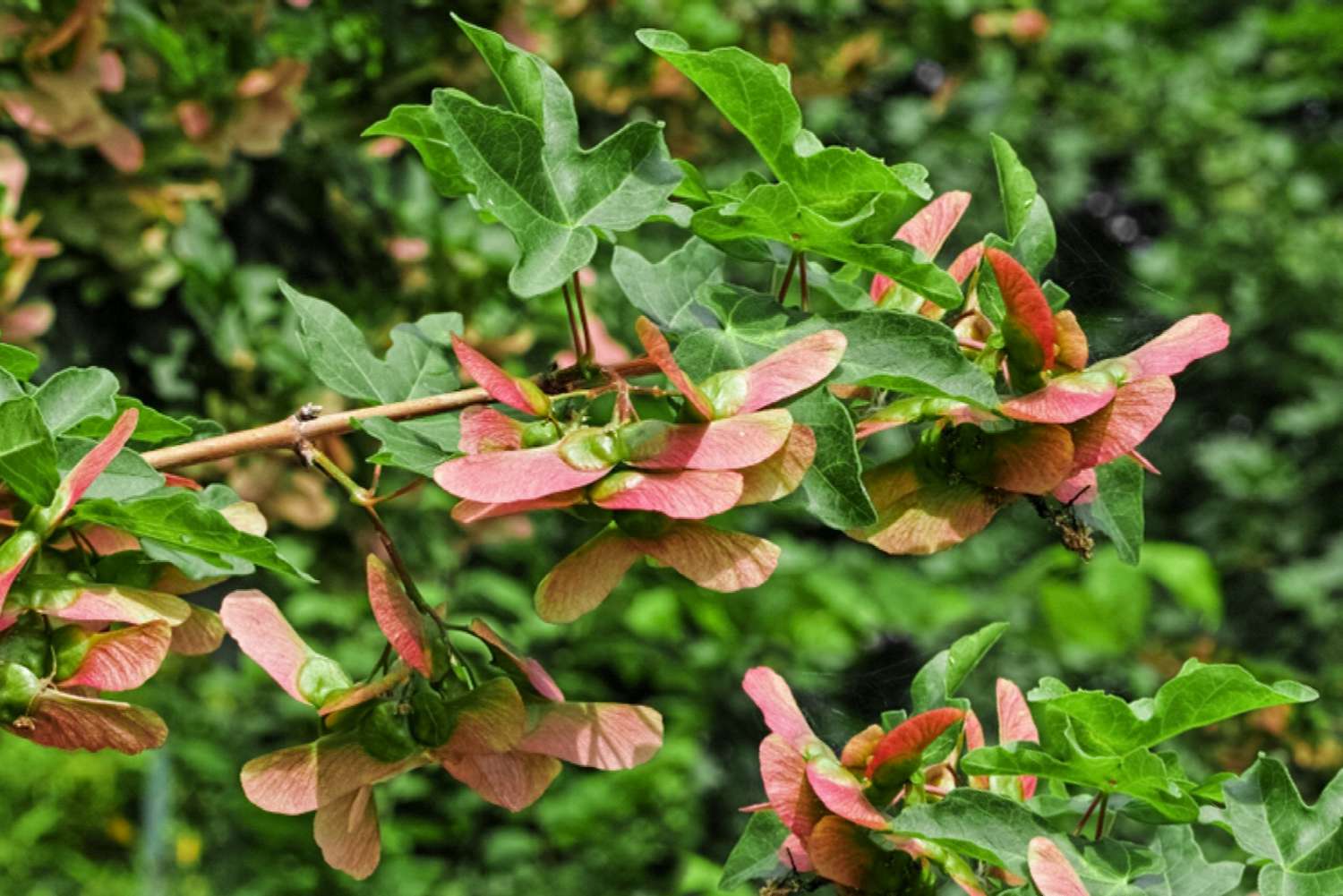Samara-Frucht mit orangen Flügeln und Blättern in den Zweigen