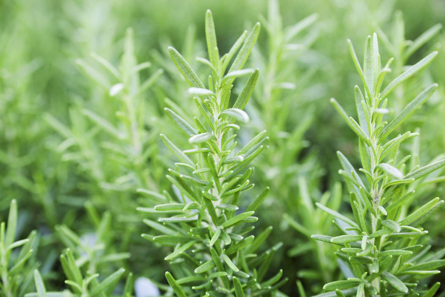 Rosemary Herb Plant Vegetable Garden, Fresh Green Leaf Sprigs Close-up