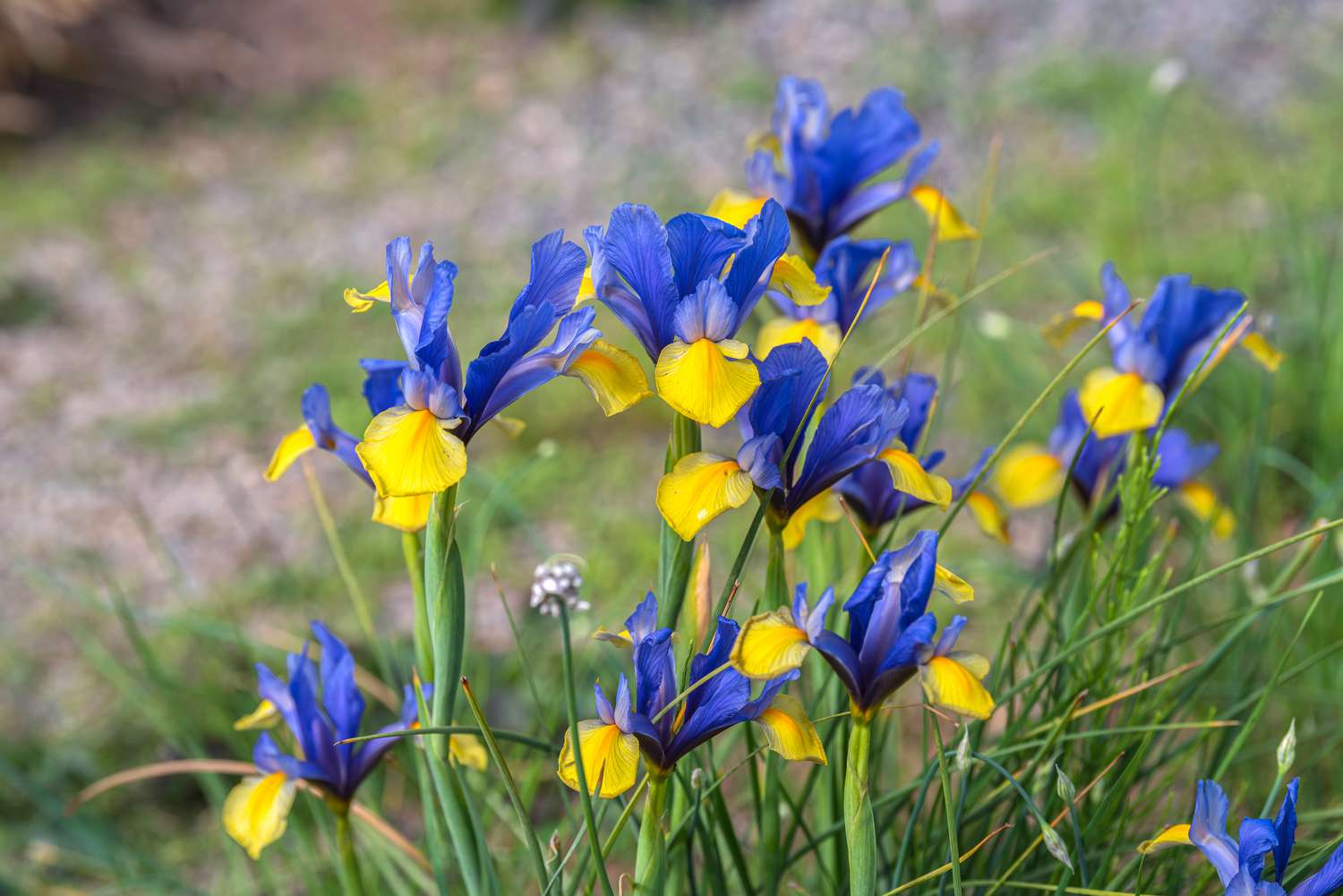 Irisblüten mit blauer Standarte und gelben Fallblättern an dünnen Stielen 