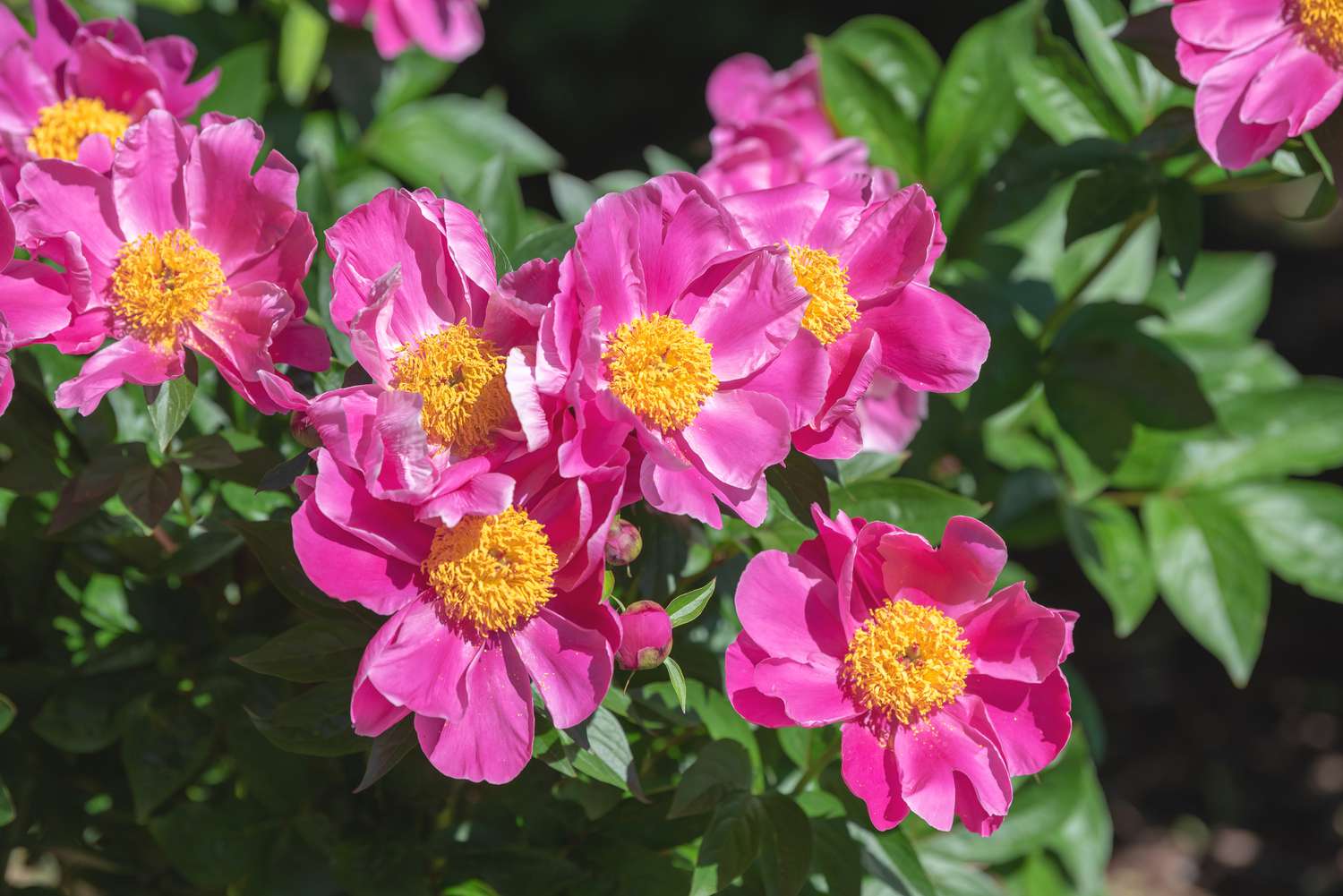 Rosas cor-de-rosa com centros amarelos para atrair beija-flores