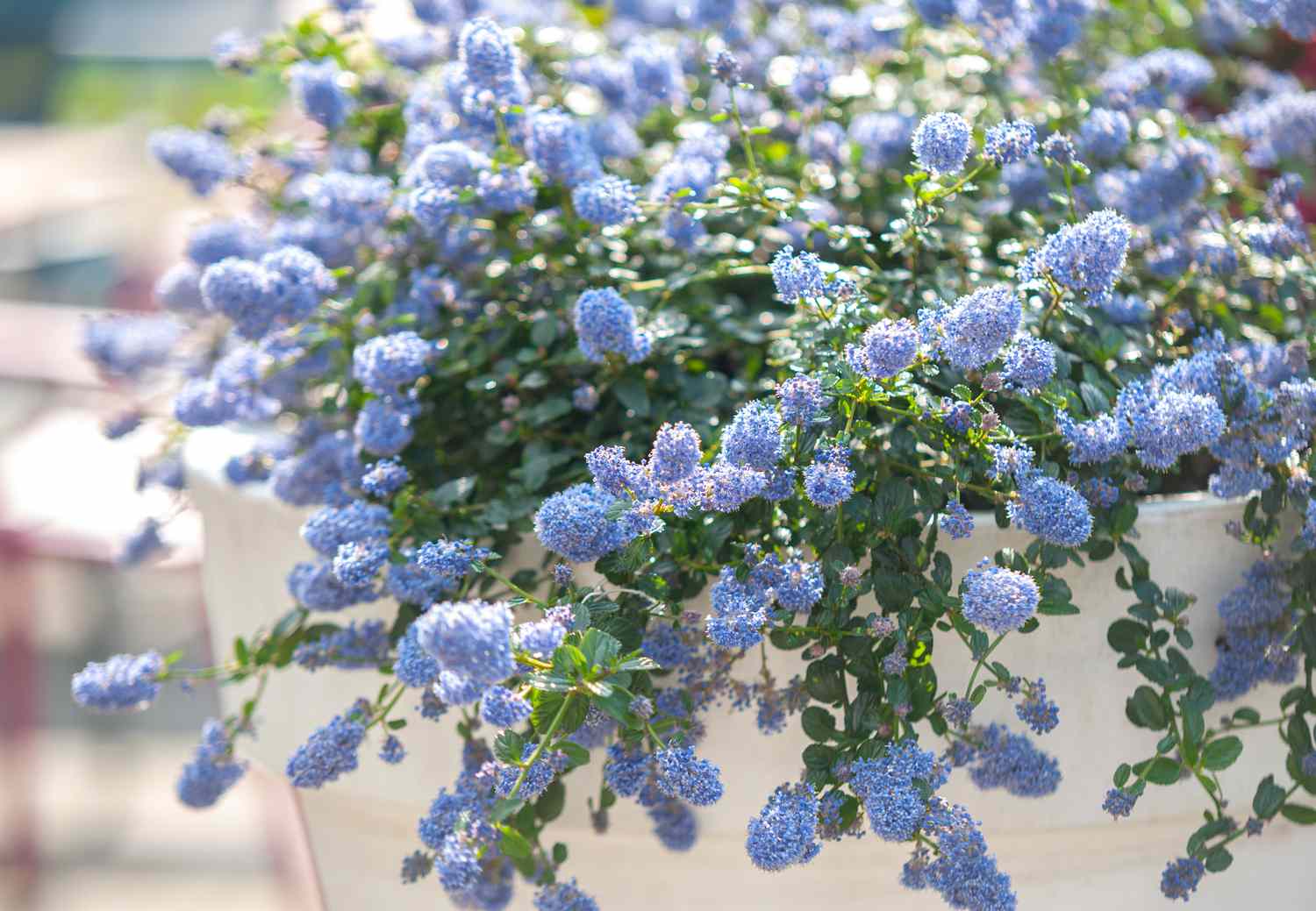 Blau blühende Ceanothus-Strauchzweige mit kleinen grünen Blättern und kleinen blauen Blütenbüscheln, die am weißen Topf hängen 