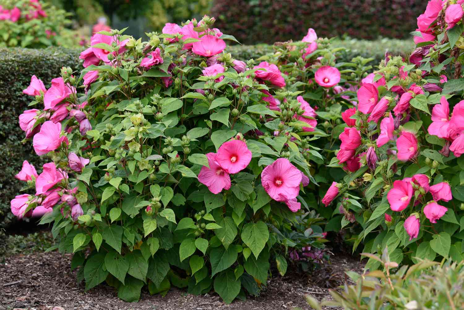 Winterharte Hibiskuspflanze in Kreisform mit rosa trompetenförmigen Blüten