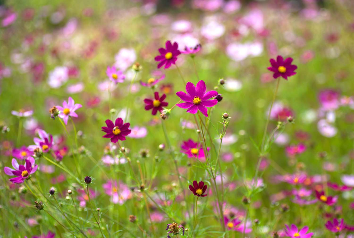 Rosa Kosmosblüten mit gelber Mitte im Feld mit Wildblumen in Nahaufnahme