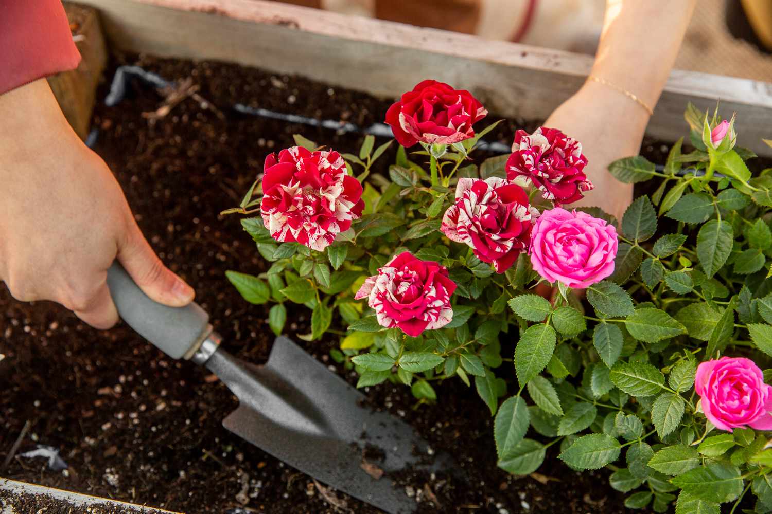 Red and white splattered and pink roses being prepared in garden with hand-held shovel