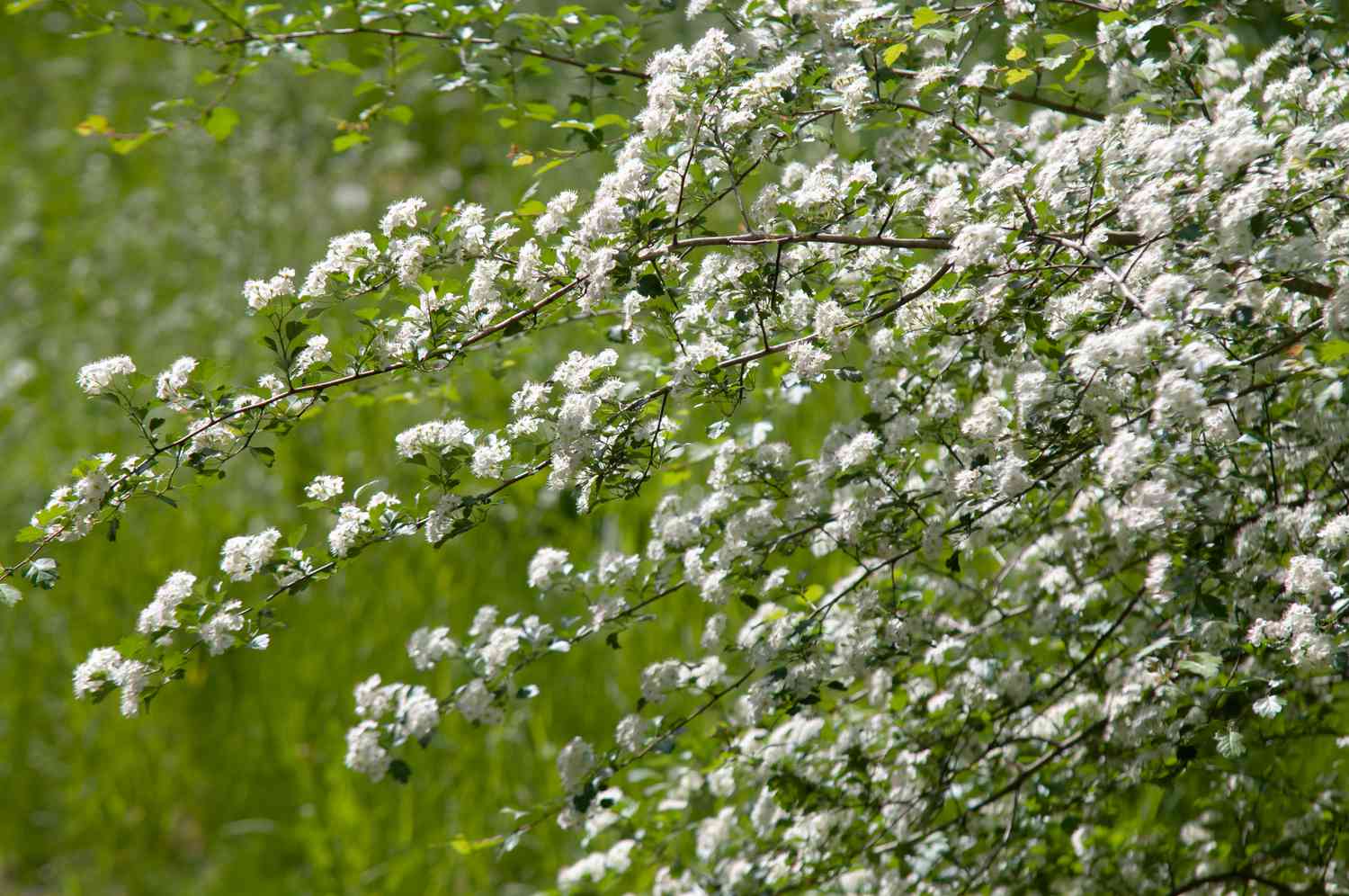 Ramos de arbusto de Spiraea com flores brancas