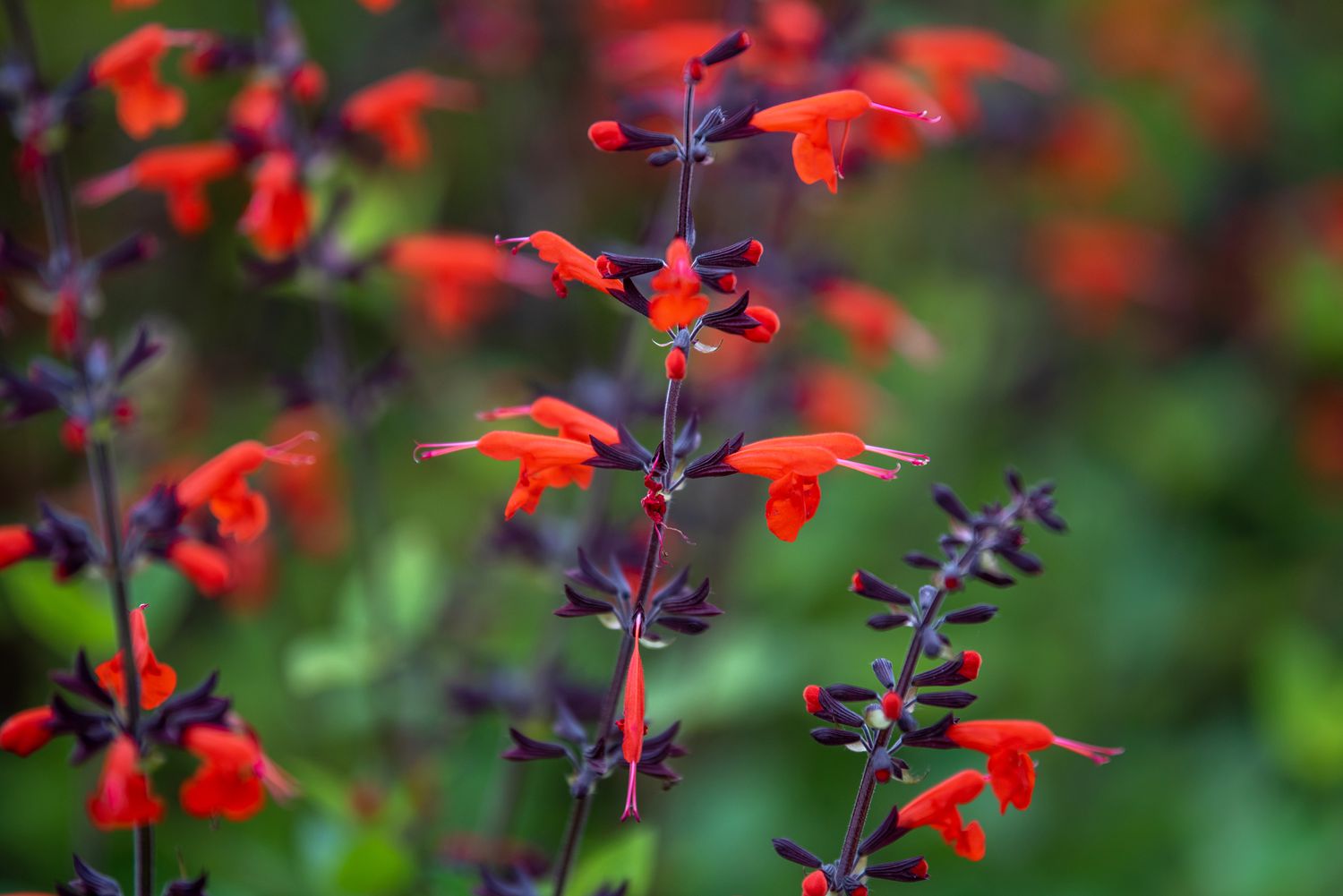Texas-Salbei mit violetten Stängeln und leuchtend roten Blüten in Großaufnahme