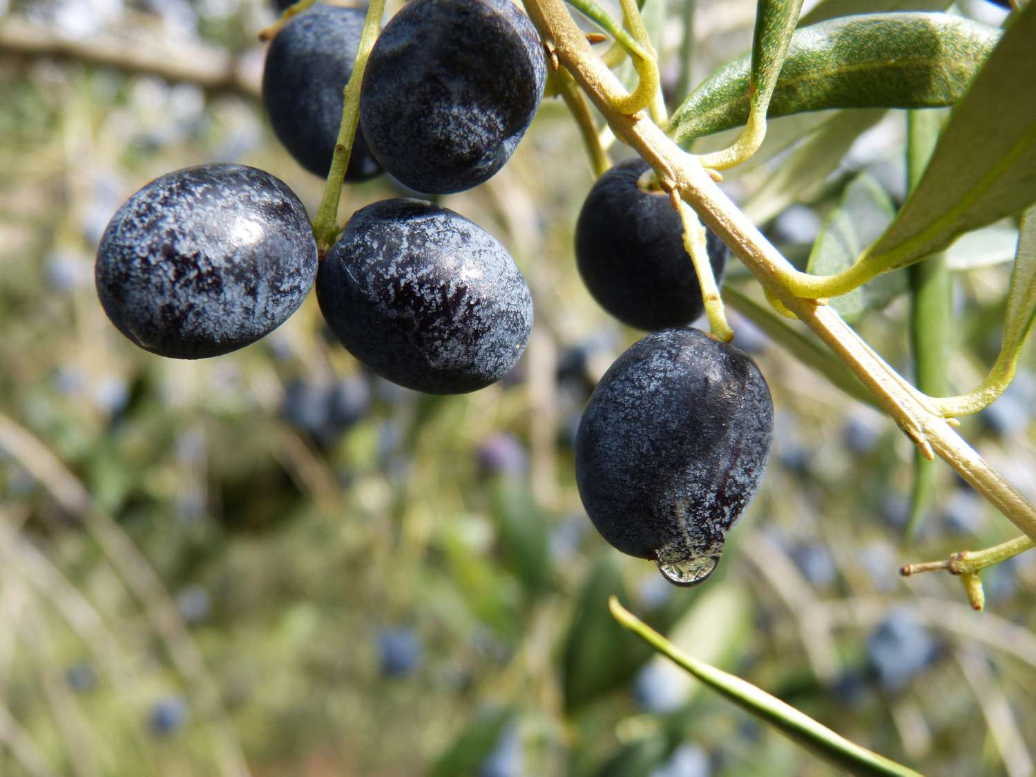 Aceitunas negras Nišoise maduras en una rama