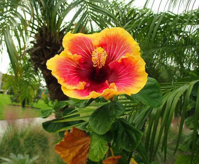 Flor de hibisco vermelha e amarela brilhante em frente a palmeiras
