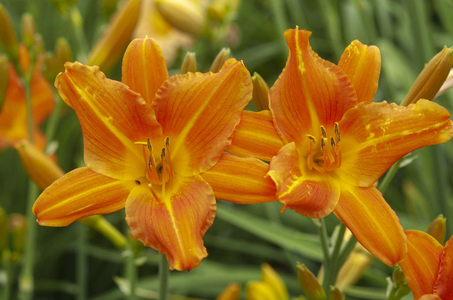 Slider daylilies with orange petals closeup