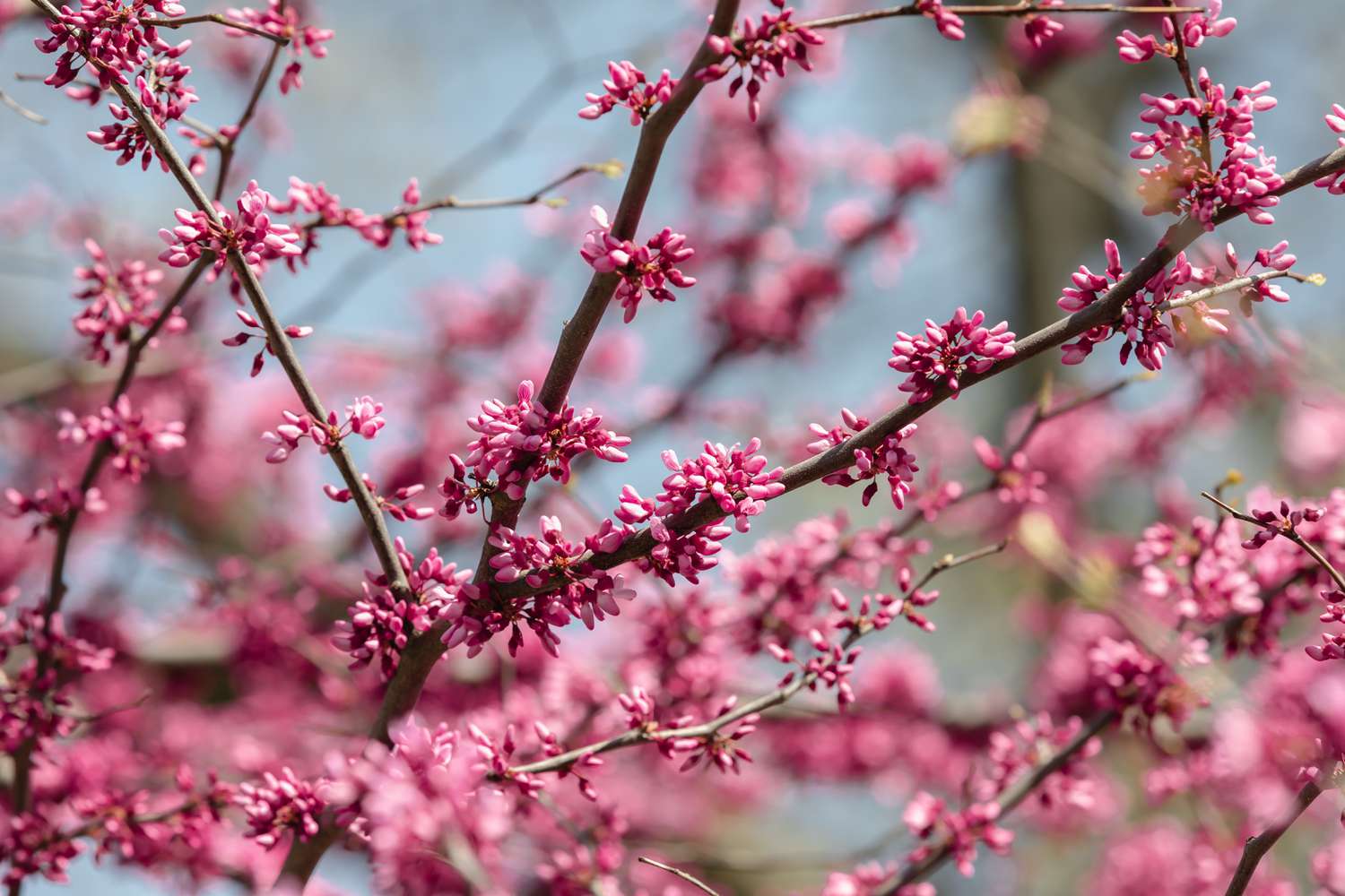 Zweige der Östlichen Rotbuche mit kleinen rosa Blütenknospen