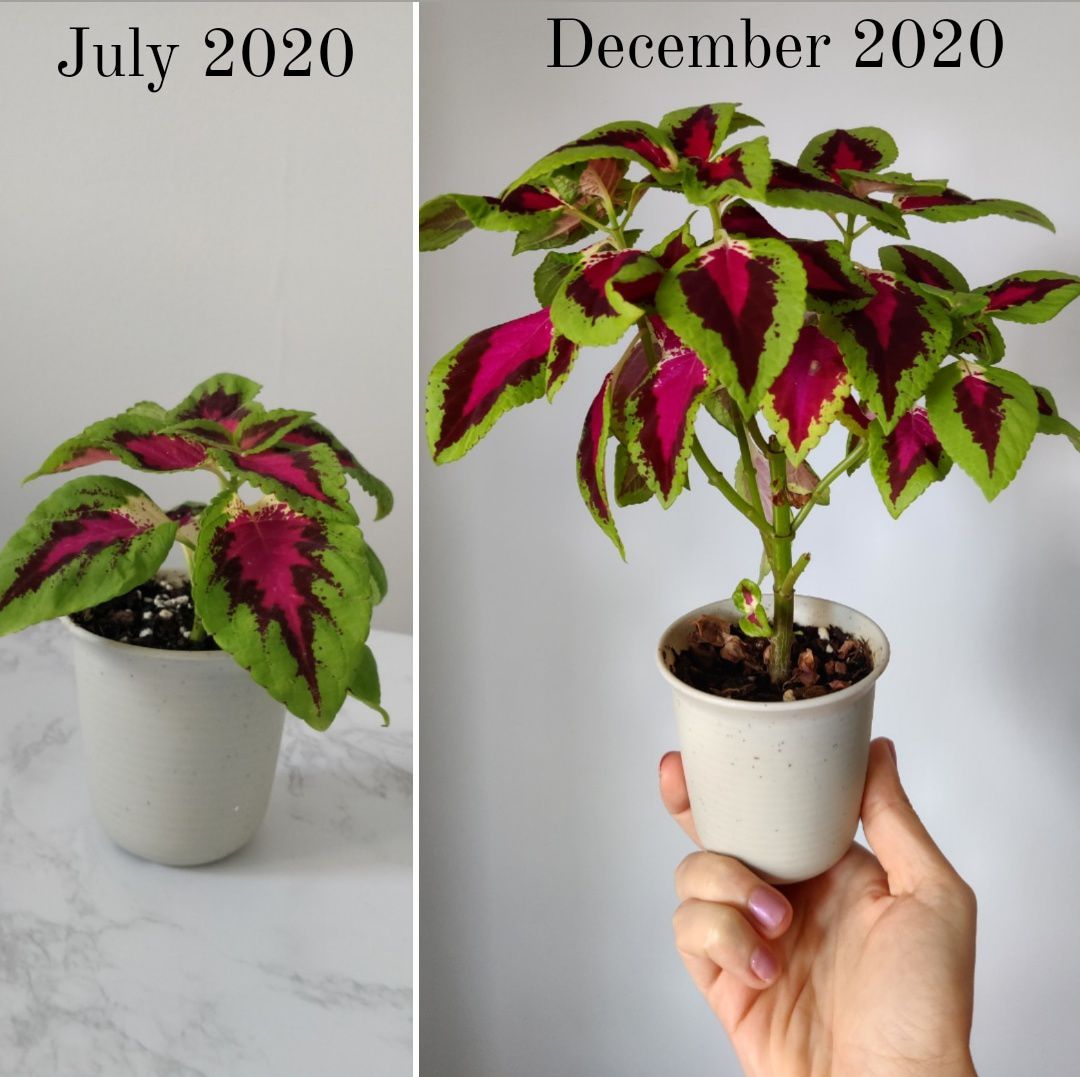 A before and after of a coleus from @Shelleys.indoor.jungle