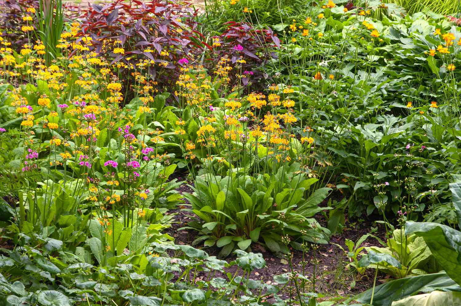 Jardín de ciénaga con prímula de Bulley amarilla y plantas en flor