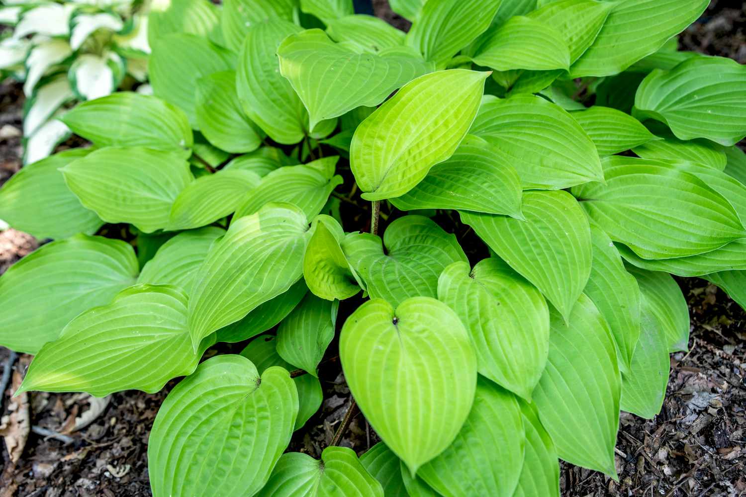 Fire island hosta plant with bright green rain drop-shaped leaves