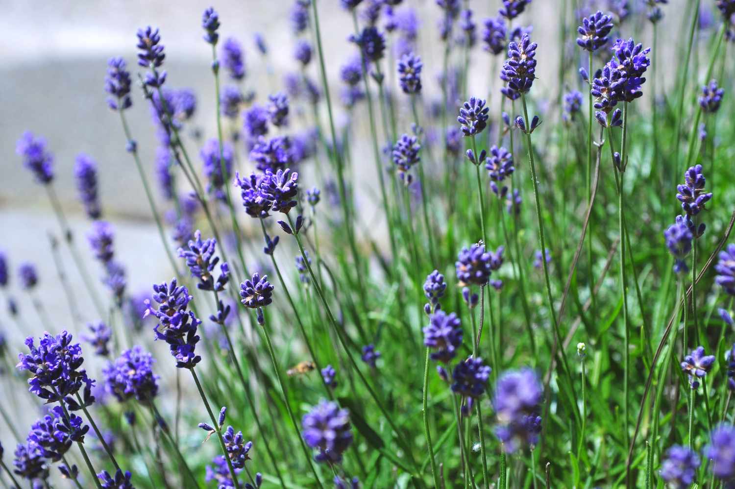 Lavendelstaude mit lila Blüten im Garten in Nahaufnahme