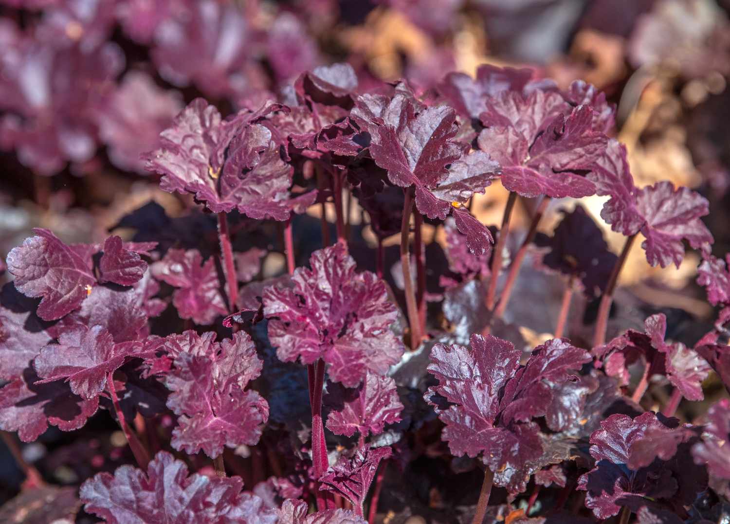 Heuchera americana lila Pflanzen Nahaufnahme