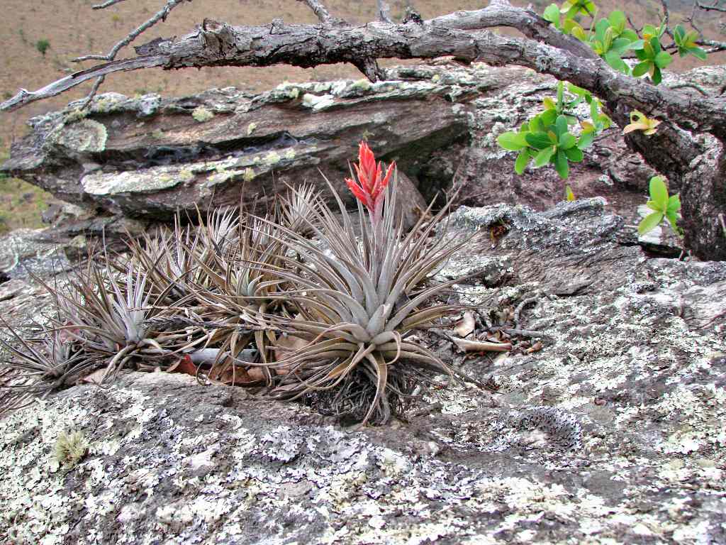 Didsticha Luftpflanze mit bräunlich-grauen Blättern und einer roten Blüte