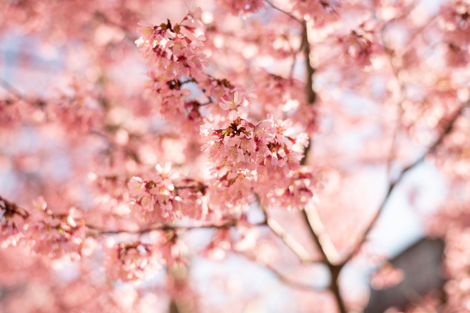 Süßkirschzweig mit kleinen rosa Blüten in Nahaufnahme