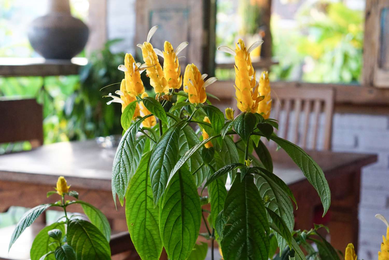 Golden shrimp plant in front of wooden table with yellow stamen and small white petals