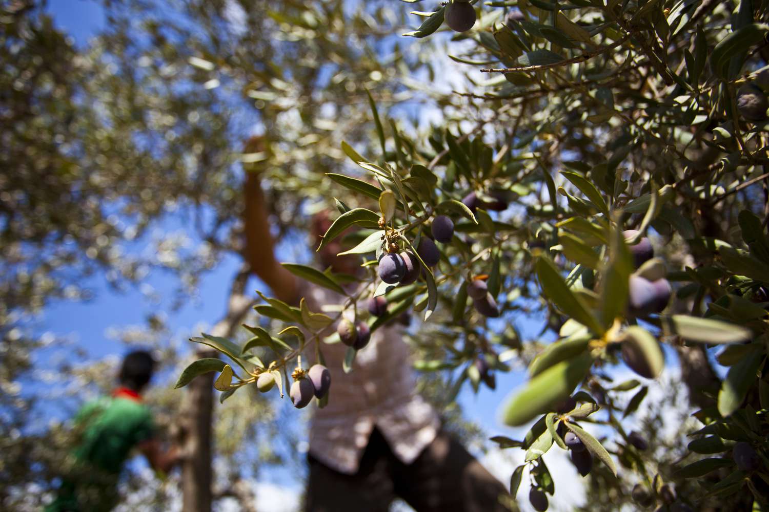 Ernte der Amfissa-Oliven