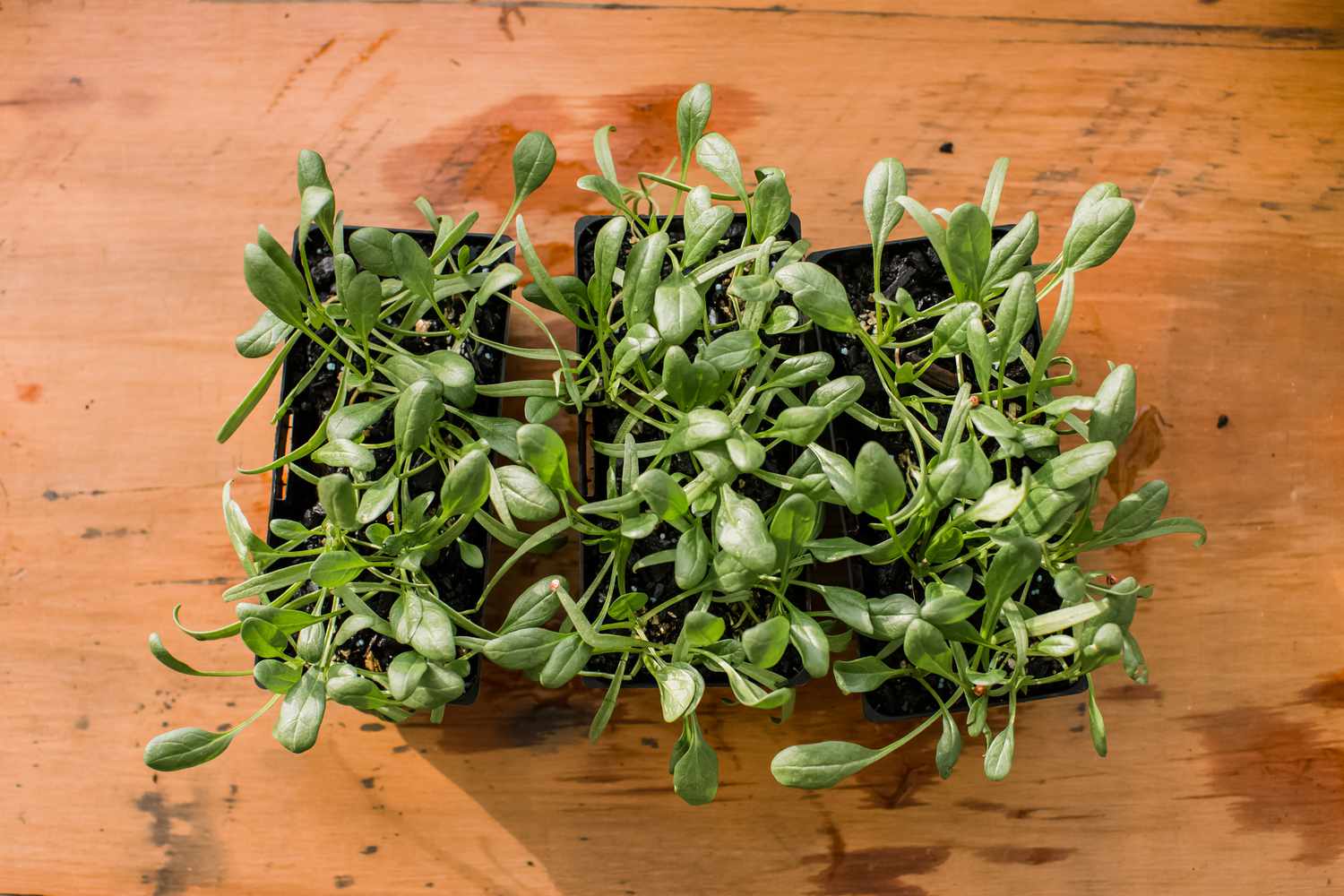 spinach starting as seedlings indoors