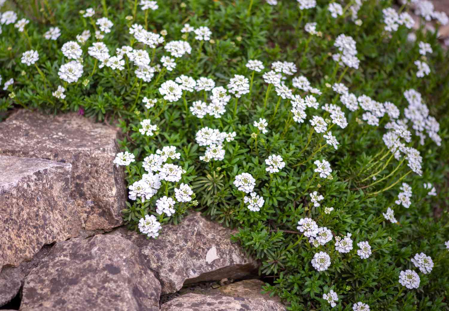 Candytuft-Pflanze mit kleinen weißen Blüten in der Nähe von Felsen