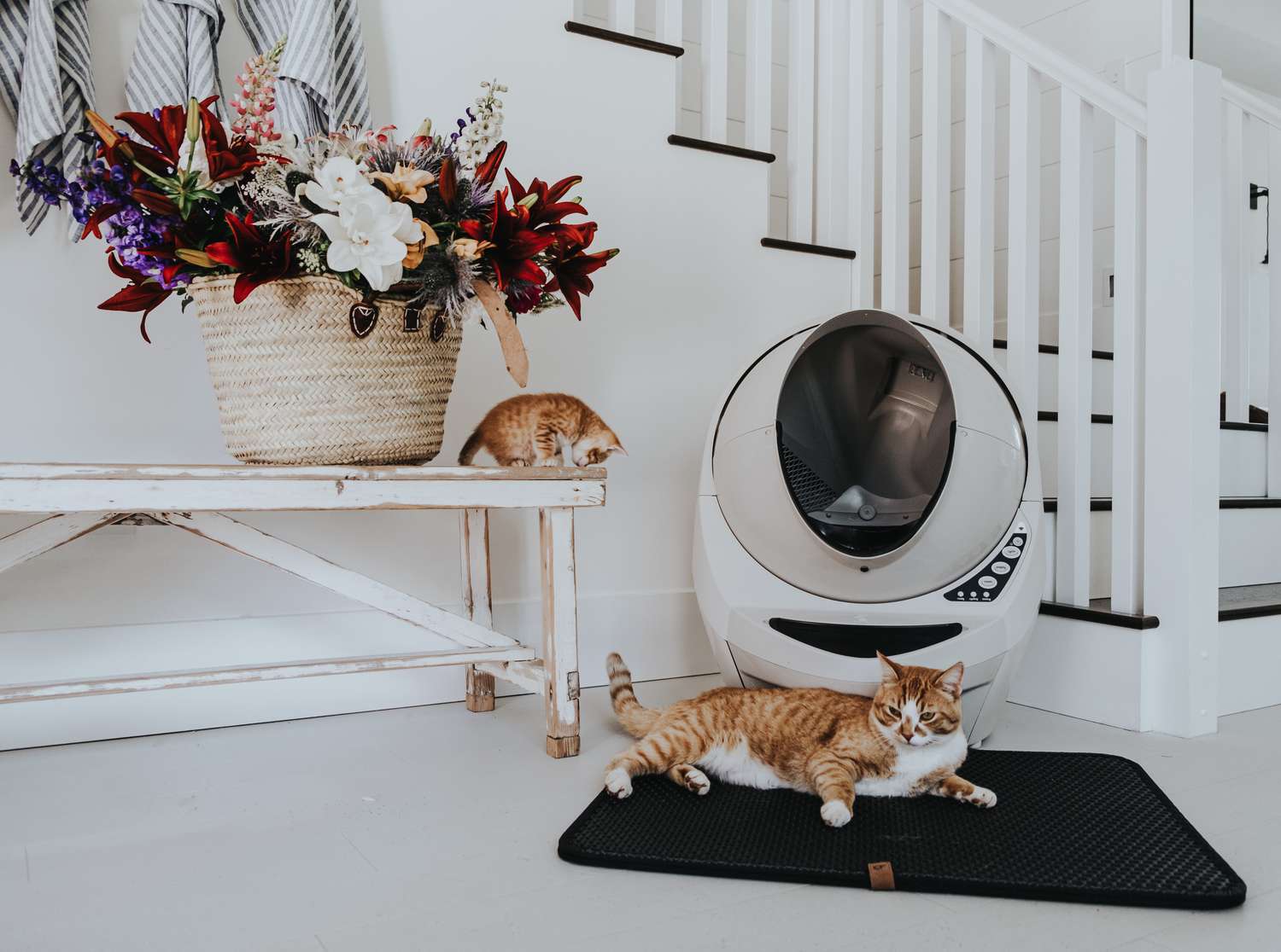 litter box in a home