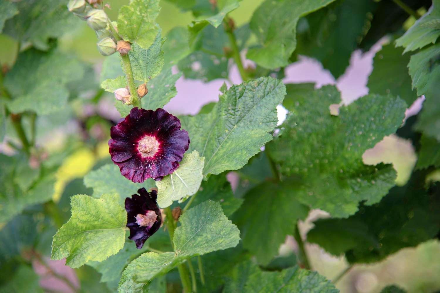 Schwarze Stechapfelpflanze mit tiefvioletten gefüllten Blüten und Knospen auf hohem Stamm, umgeben von großen Blättern