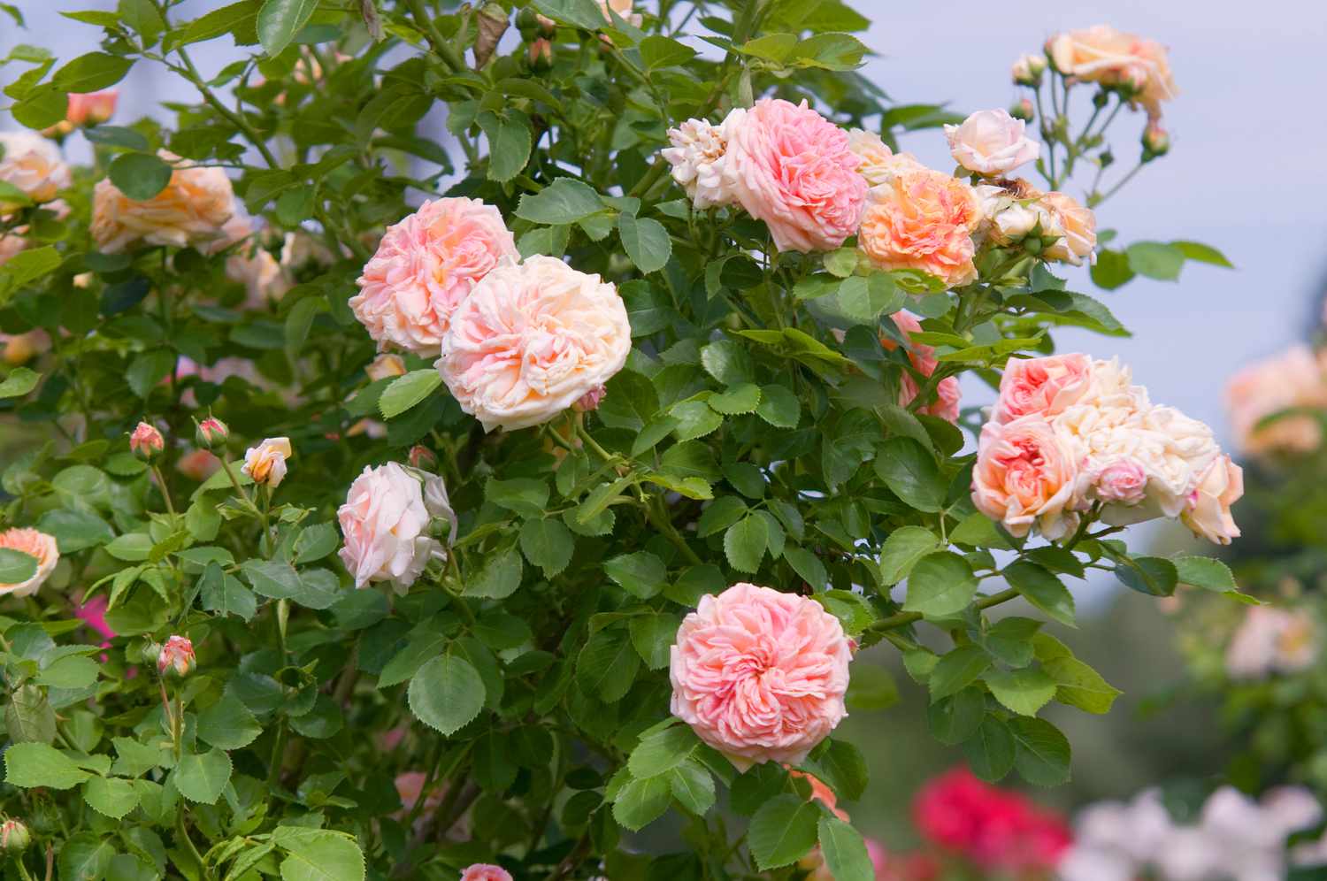Rosier alchymiste à fleurs roses claires grimpantes dans le jardin